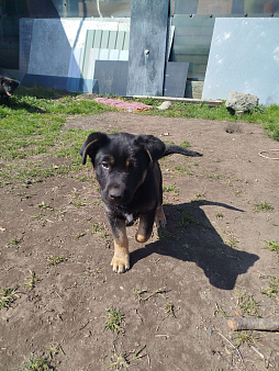 Щенки в добрые руки