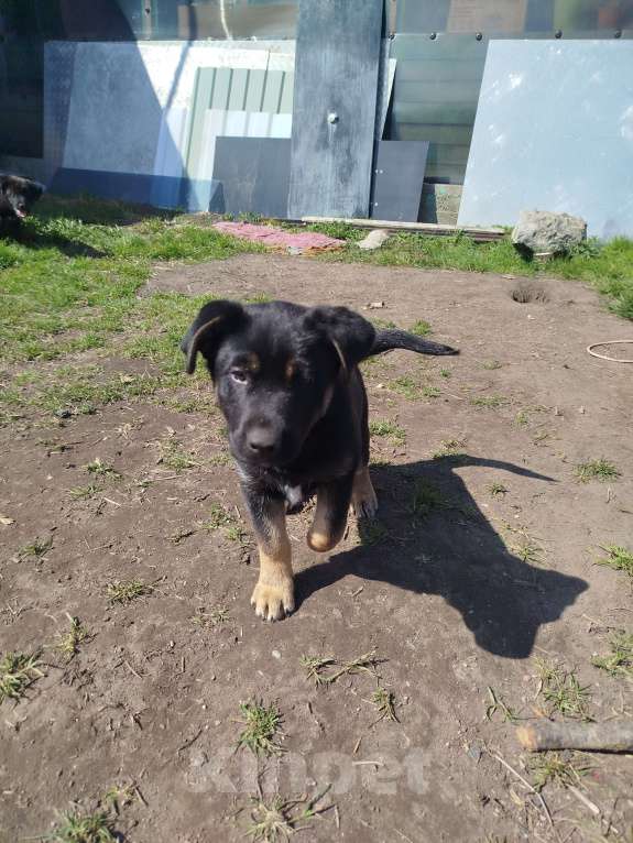 Собаки в других городах Калининградской области: Щенки в добрые руки Девочка, Бесплатно - фото 1