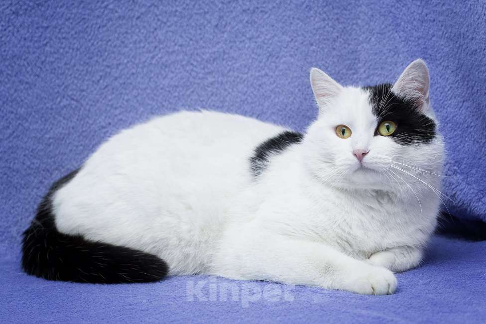 Кошки в Москве: Еще один бывшедомашний хороший кот Мальчик, Бесплатно - фото 2