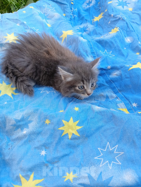 Кошки в Калуге: Котенок Мальчик, Бесплатно - фото 1
