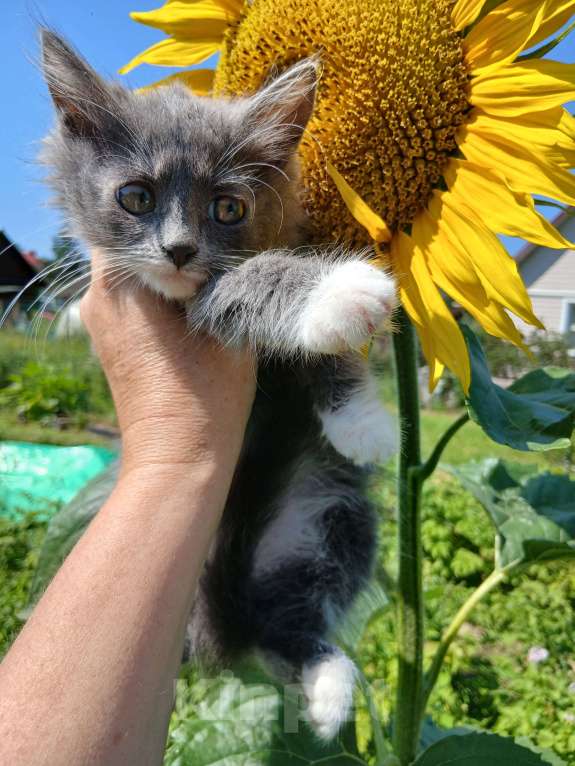 Кошки в Киржаче: Мимишки Девочка, Бесплатно - фото 4