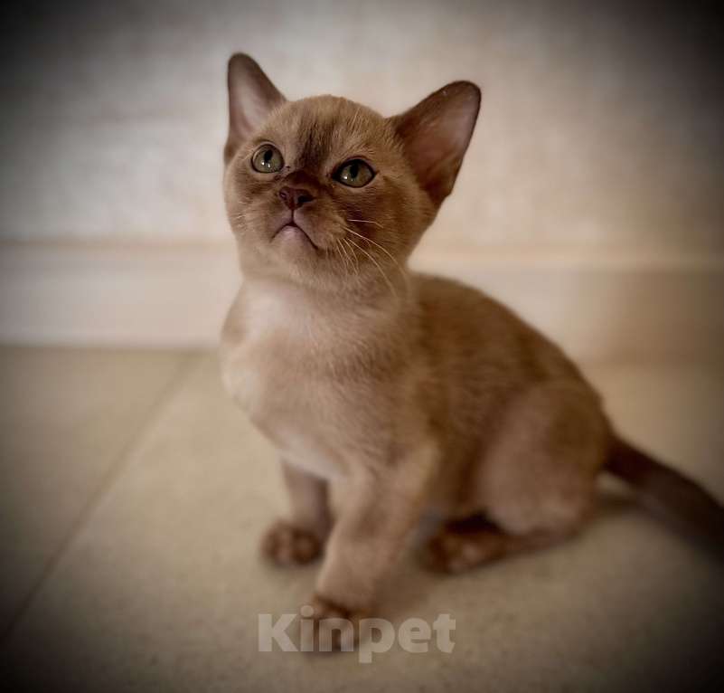 Кошки в Екатеринбурге: Европейские бурманские котята Девочка, Бесплатно - фото 2