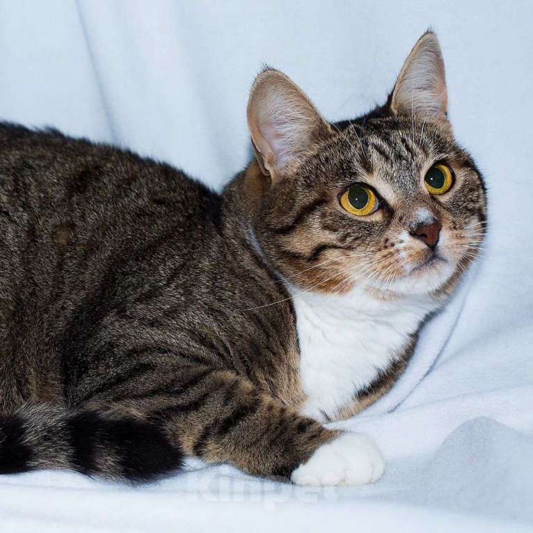 Кошки в Москве: Самая ласковая кошечка Девочка, Бесплатно - фото 5