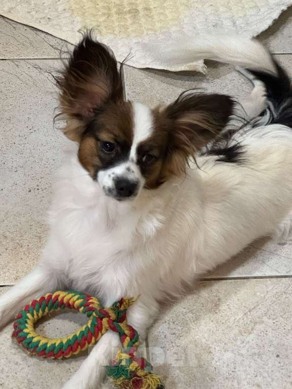 Собаки в Волосовом: Щенок папийона Мальчик, Бесплатно - фото 2