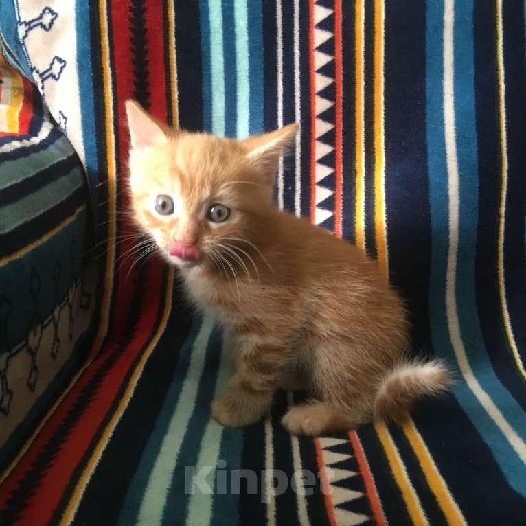 Кошки в Москве: Рыжик ищет свою семью Мальчик, 1 руб. - фото 2