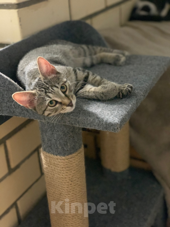 Кошки в Мытищах: Котята в добрые руки Мальчик, Бесплатно - фото 4