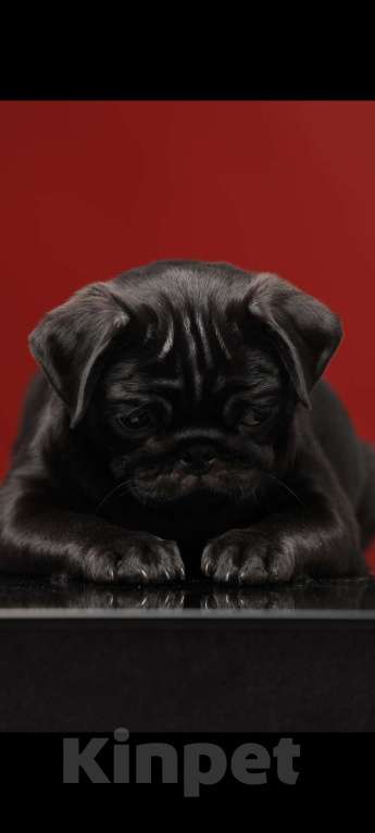 Собаки в Брянске: Питомник Академи оф Лайф предлагает чудесных щенков мопса от титулованной родительской пары Девочка, 65 000 руб. - фото 2