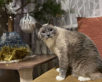 Кошки в Александрове: Кот в добрые руки Мальчик, 1 руб. - фото 1