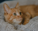 Кошки в Клине: Морис — добродушный рыжик, который принесёт в дом уют и радость Мальчик, Бесплатно - фото 10