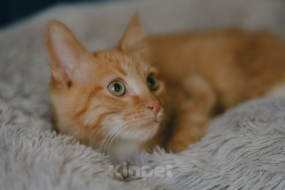 Кошки в Клине: Морис — добродушный рыжик, который принесёт в дом уют и радость Мальчик, Бесплатно - фото 10