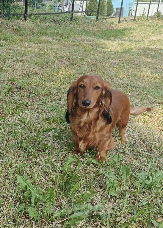 Собаки в Санкт-Петербурге: щенок дев такса длинношерстная крол/мини Девочка, 70 000 руб. - фото 4