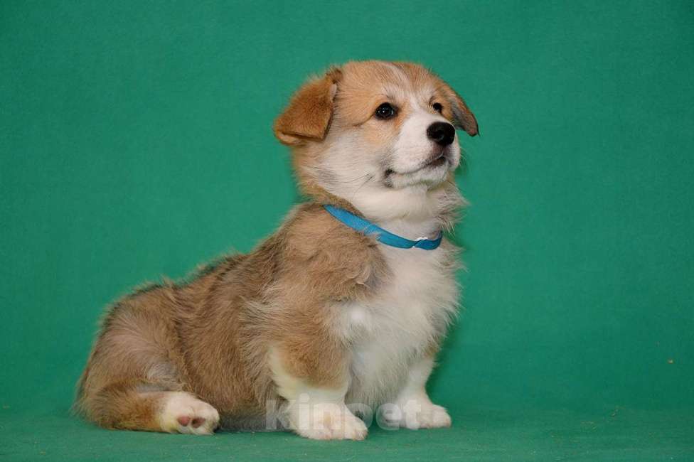 Собаки в Ростове-на-Дону: Мальчики Вельш-корги Пемброк  Мальчик, 50 000 руб. - фото 2