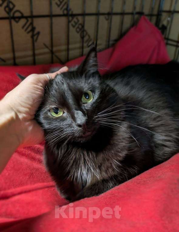 Кошки в Москве: Роскошная чёрная кошка Тучка в добрые руки  Девочка, Бесплатно - фото 2
