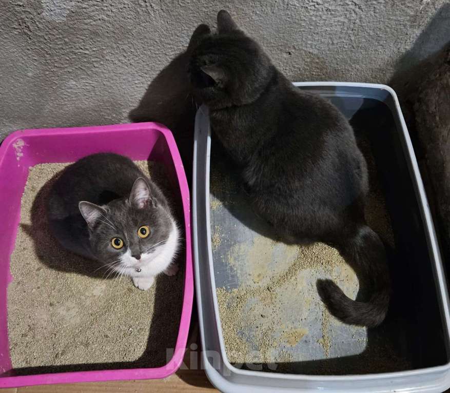 Кошки в Курске: Двойное счастье к Новому Году в подарок Девочка, 5 руб. - фото 2