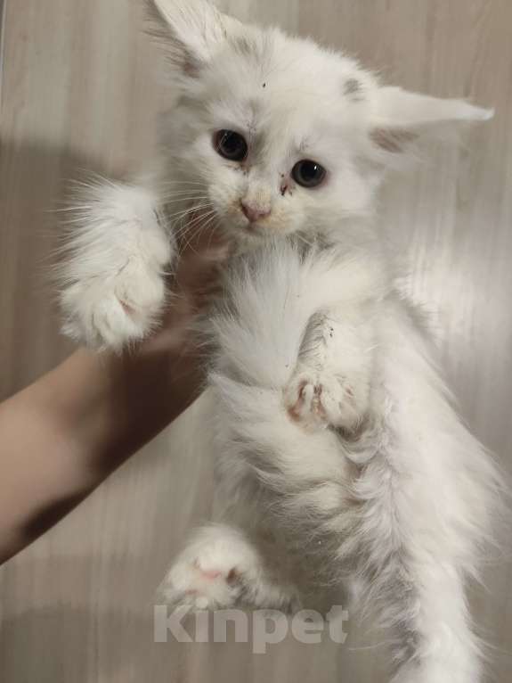 Кошки в Москве: Котята мейн-кун Разнополые, 20 000 руб. - фото 2