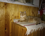 Кошки в Дзержинске: Кошечка золотая шиншилла Девочка, 1 000 руб. - фото 3