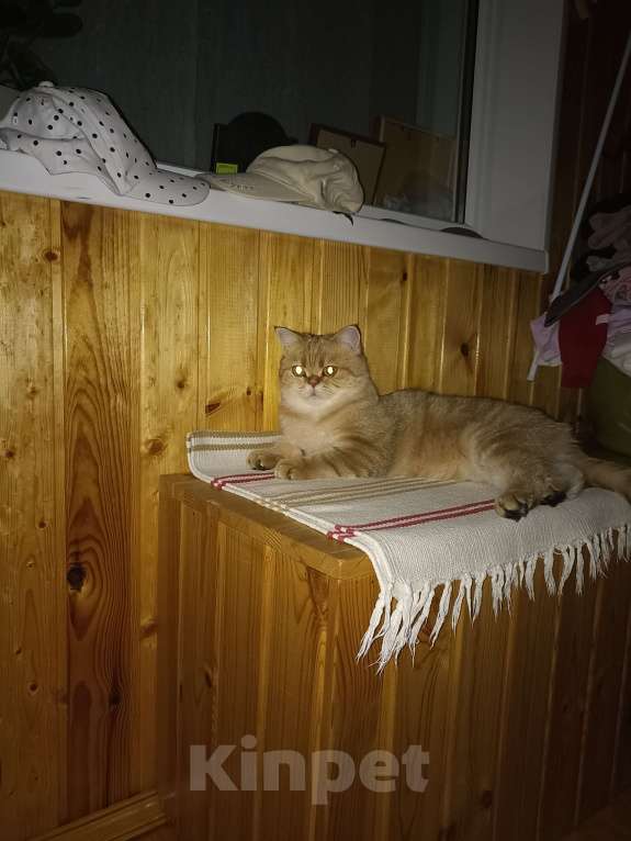 Кошки в Дзержинске: Кошечка золотая шиншилла Девочка, 1 000 руб. - фото 3