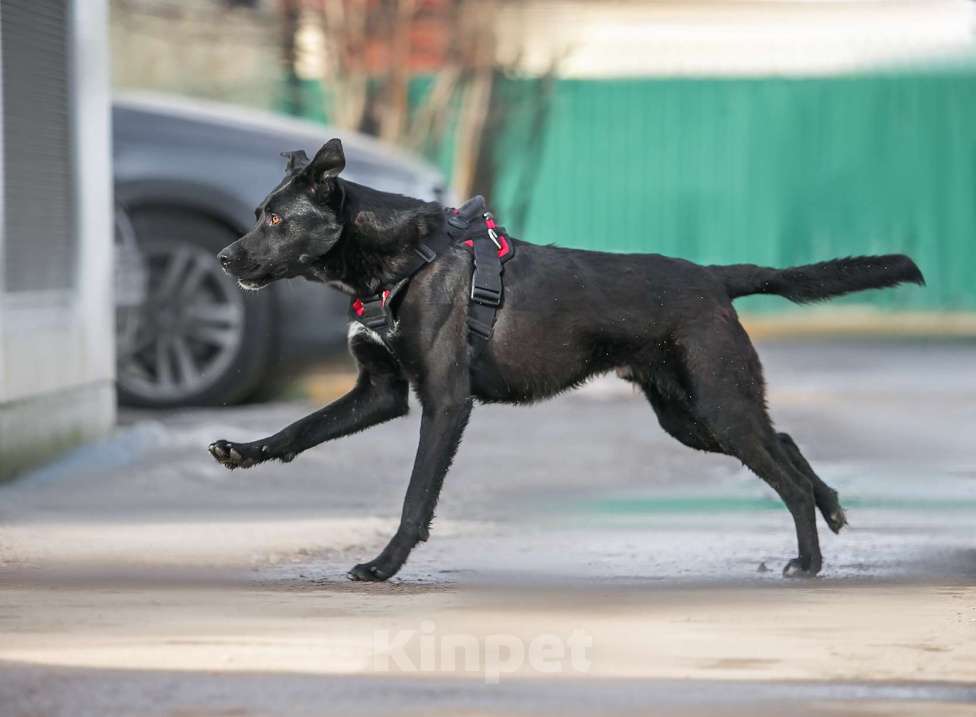 Собаки в Москве: Харизматичный Вилли ищет семью! Мальчик, Бесплатно - фото 4