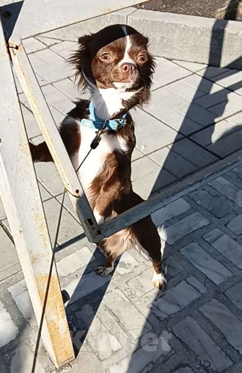 Собаки в Новосибирске: Кобель Чихуахуа  Мальчик, 20 000 руб. - фото 4