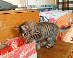 Кошки в Красноярске: Кошечка ищет добрых хозяев Девочка, Бесплатно - фото 9