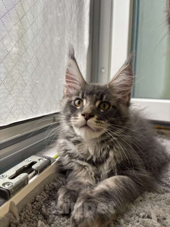 Кошки в Москве: Котик мейн-кун из питомника Status Joy Мальчик, 70 000 руб. - фото 5