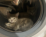 Кошки в Санкт-Петербурге: Отдам в добрые руки - двух шотландских мальчиков Мальчик, Бесплатно - фото 1