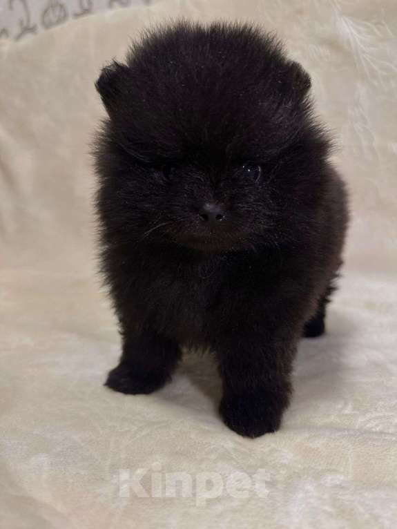 Собаки в других городах Тульской области: Померанский шпиц  Девочка, 60 000 руб. - фото 4