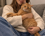 Кошки в Москве: Нежный котик Кузя в добрые руки Мальчик, Бесплатно - фото 3