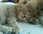 Кошки в Йошкаре-Оле: Вязка, 2 000 руб. - фото 2