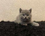 Кошки в Лянторе: Котята, 6 000 руб. - фото 4