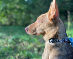 Собаки в Клине: Принцесса Лея Девочка, Бесплатно - фото 1