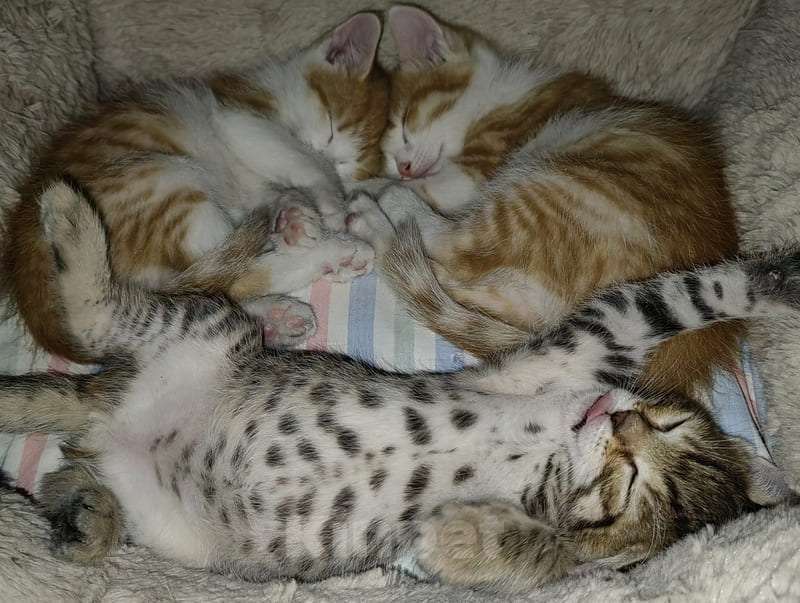 Кошки в Москве: Рыжие и серые котята 1,5 месяца в добрые руки Мальчик, 1 руб. - фото 3