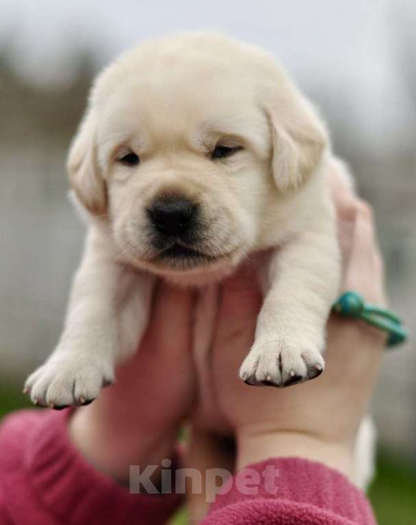 Собаки в Задонске: Мальчик Лабрадорчик Мальчик, 60 000 руб. - фото 3