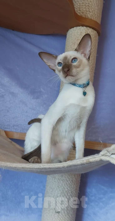 Кошки в Апрелевке: Ориентальная красотка Девочка, 50 000 руб. - фото 2