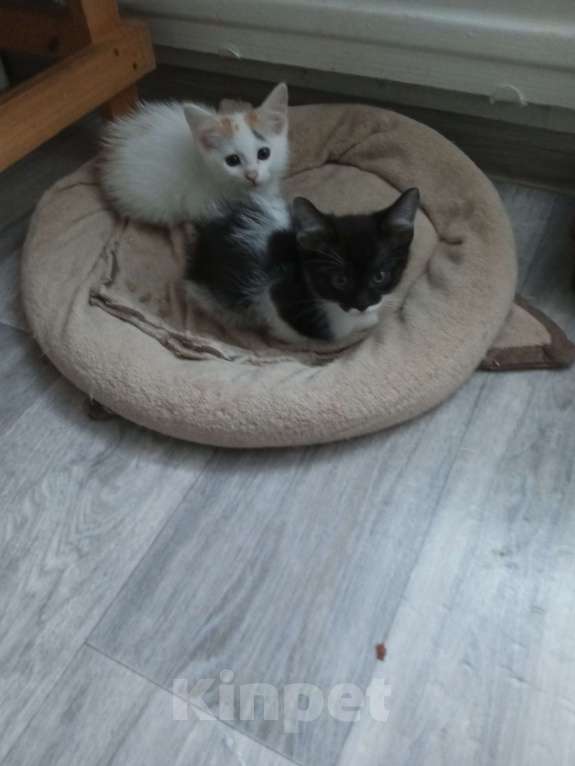 Кошки в Ижевске: Котята 2 месяца Разнополые, 1 500 руб. - фото 3