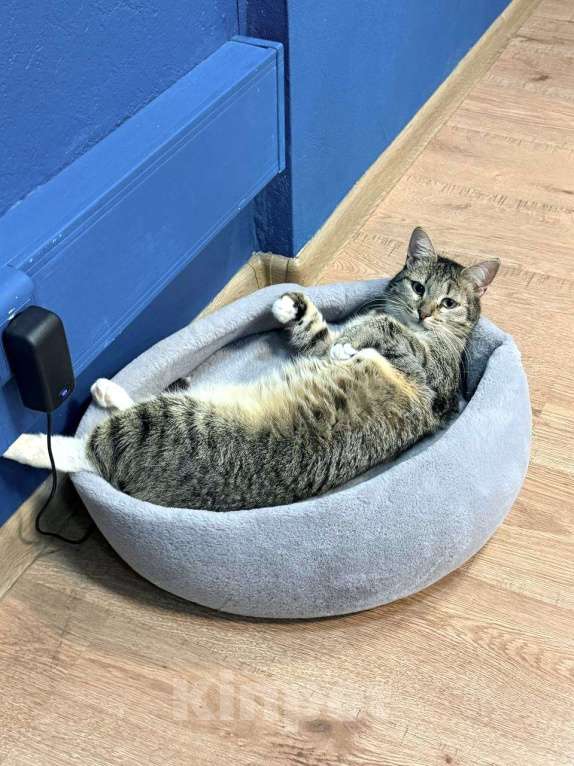 Кошки в Москве: Ищем заботливого, чуткого человека для Лисёны! Девочка, 734 руб. - фото 3