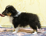 Собаки в Вологде: Очаровательная сука шелти Девочка, Бесплатно - фото 4