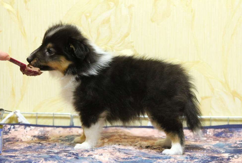 Собаки в Вологде: Очаровательная сука шелти Девочка, Бесплатно - фото 4