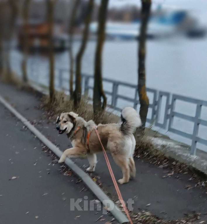 Собаки в Москве: Ваша личная Фея Девочка, Бесплатно - фото 3