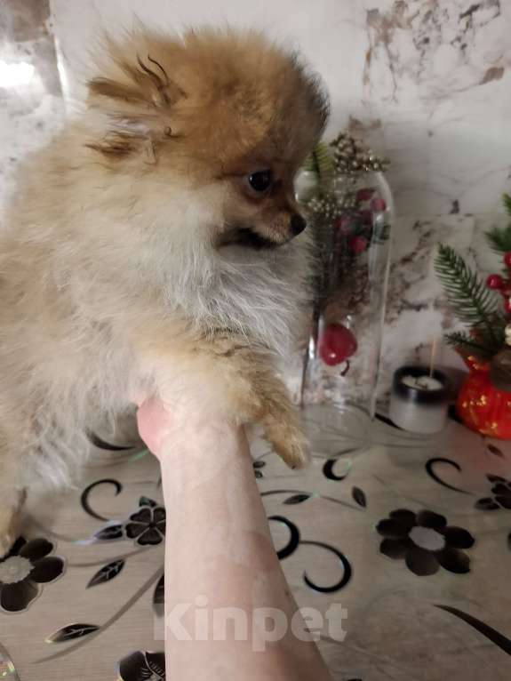 Собаки в Самаре: Померанский шпиц продажа Мальчик, 55 000 руб. - фото 2