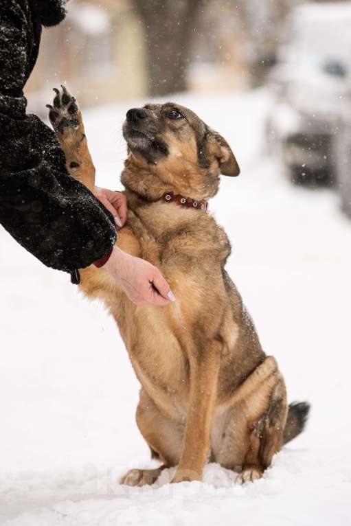 Собаки в Щелково: Собака в добрые руки Девочка, Бесплатно - фото 6