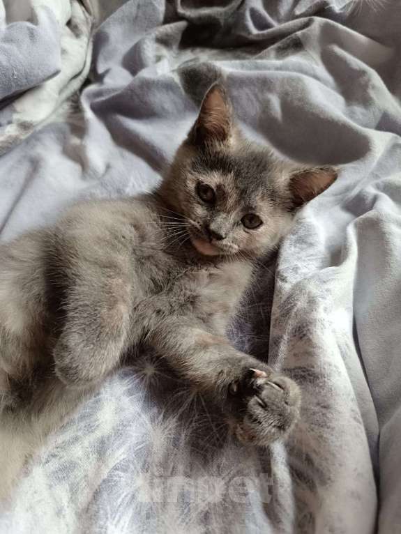 Кошки в Москве: Шотландская прямоухая короткошерстная Девочка, Бесплатно - фото 2