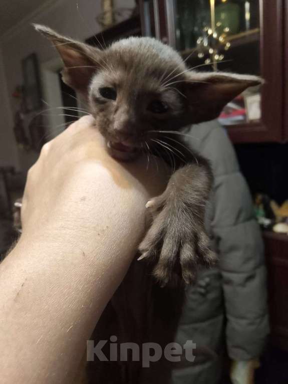 Кошки в Москве: Ориентальные котята  Мальчик, 45 000 руб. - фото 2