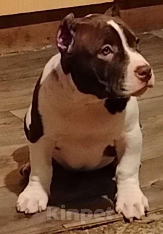 Собаки в Абинске: Очаровательная малышка булли Девочка, 60 000 руб. - фото 3
