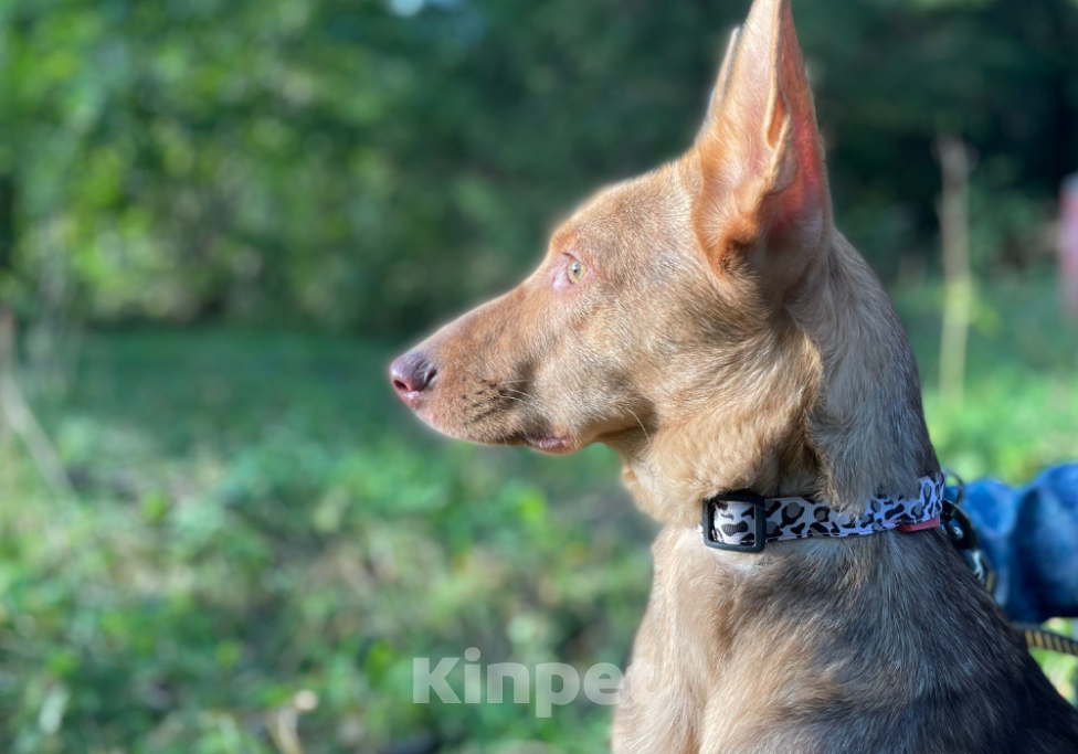 Собаки в Клине: Принцесса Лея Девочка, Бесплатно - фото 1