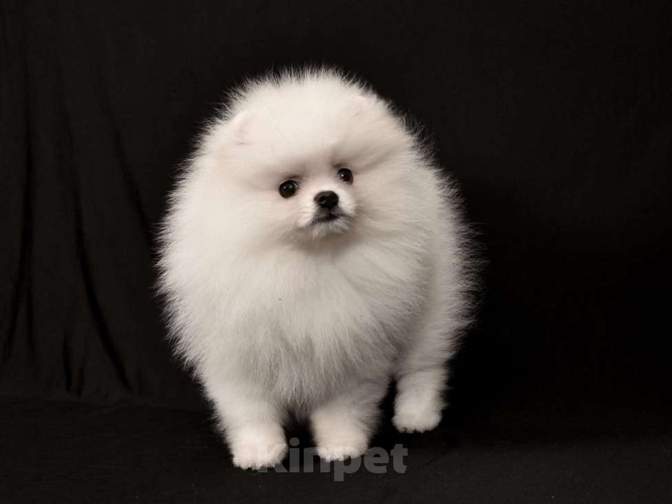 Собаки в Москве: Померанский шпиц мини мальчик Мальчик, 30 000 руб. - фото 2