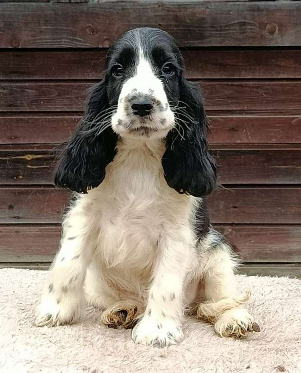 Собаки в Зеленограде: Английский кокер спаниель щенки Девочка, 60 000 руб. - фото 1