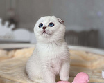 Кошки в Нижнем Новгороде: Шотландский вислоухий мальчик Мальчик, 40 000 руб. - фото 2