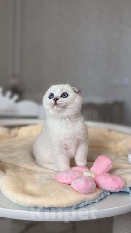 Кошки в Нижнем Новгороде: Шотландский вислоухий мальчик Мальчик, 40 000 руб. - фото 2