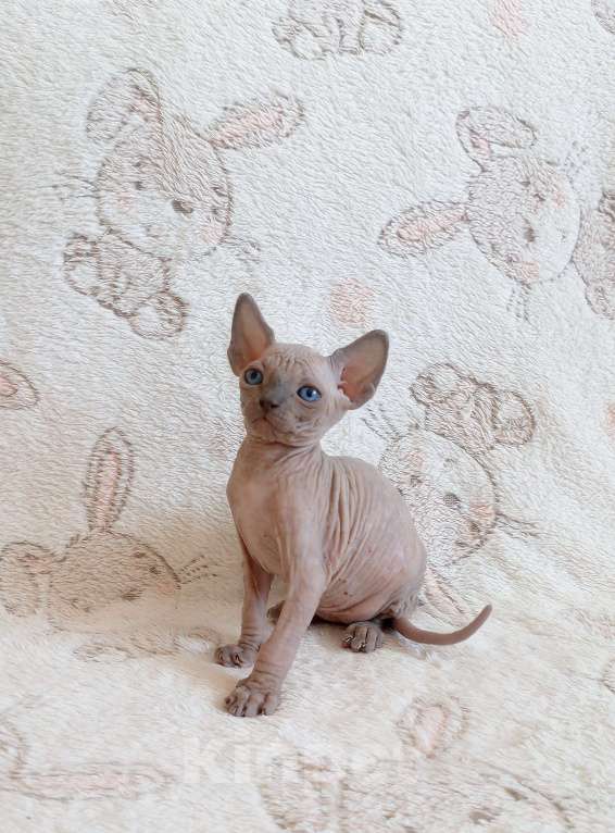 Кошки в Санкт-Петербурге: Котята канадского сфинкса Мальчик, Бесплатно - фото 4